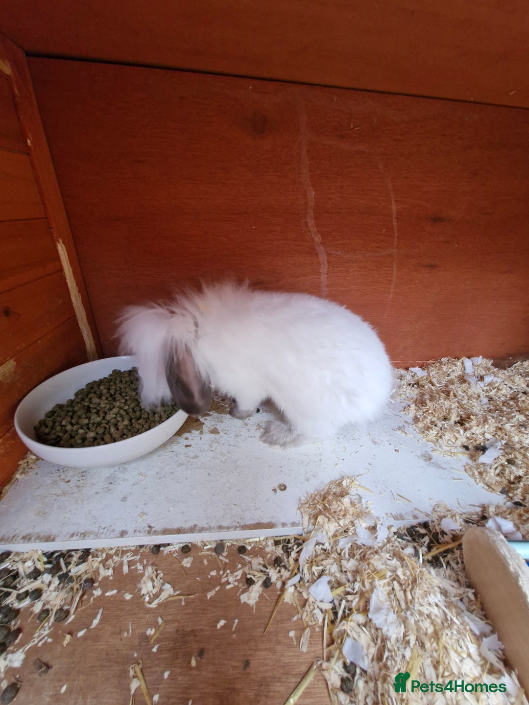 Lionhead rabbits for sale: Male Lionhead looking for his loving home  - Image 4