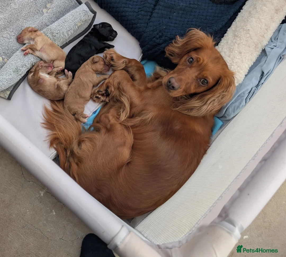 Cockapoo dogs for sale: Flb cockapoos  in Morecambe - Advert 7
