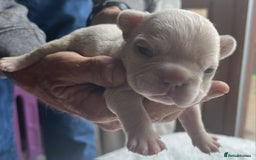 French Bulldog dogs for sale: 7 Stunning Babies ❤️💙 - Image 3