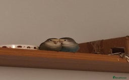Lovebirds birds for sale: Lovey & Shadow, The Feathered Romeo and Juliet - Image 4
