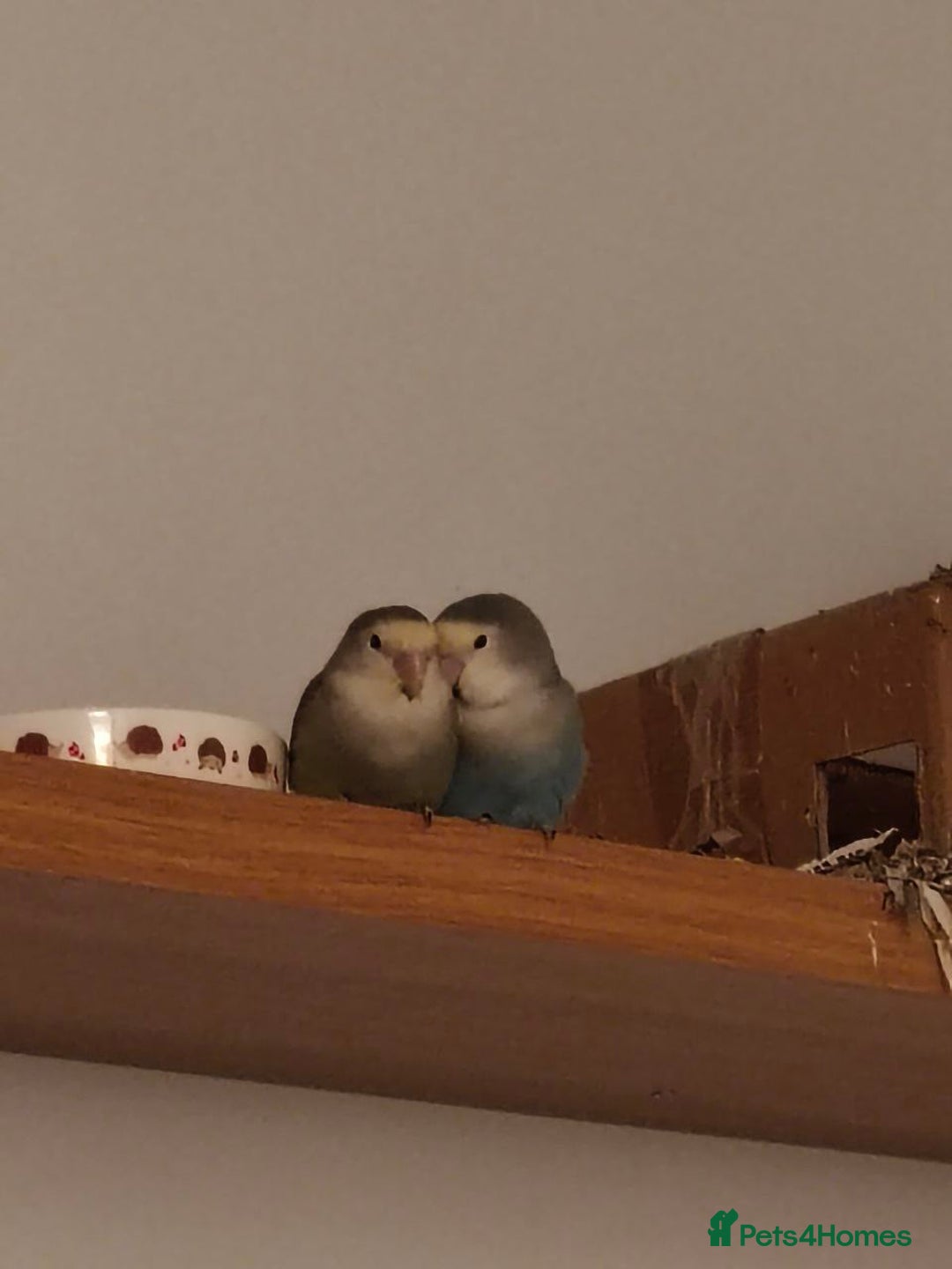 Lovebirds birds for sale: Lovey & Shadow, The Feathered Romeo and Juliet - Image 4