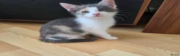Ragdoll cats for sale: Beautiful ragdoll X - Advert 28