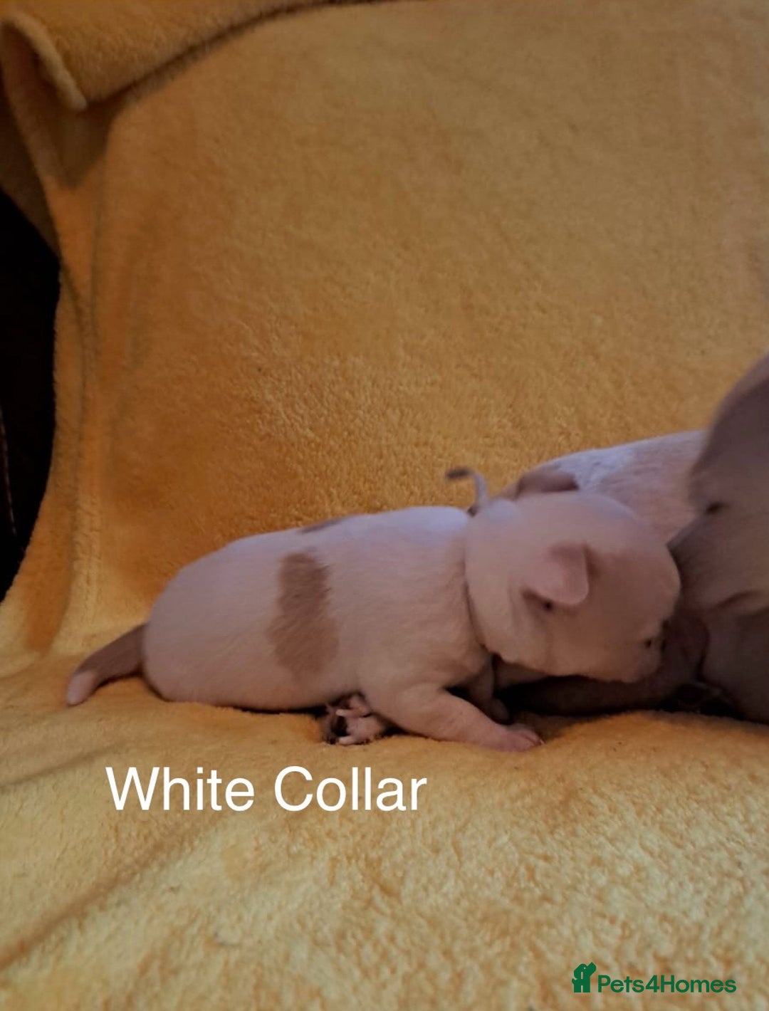 Chihuahua dogs for sale: Beautiful Chihuahua Puppies  - Image 10