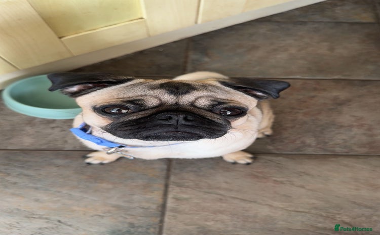 Pug dogs - Advert 6