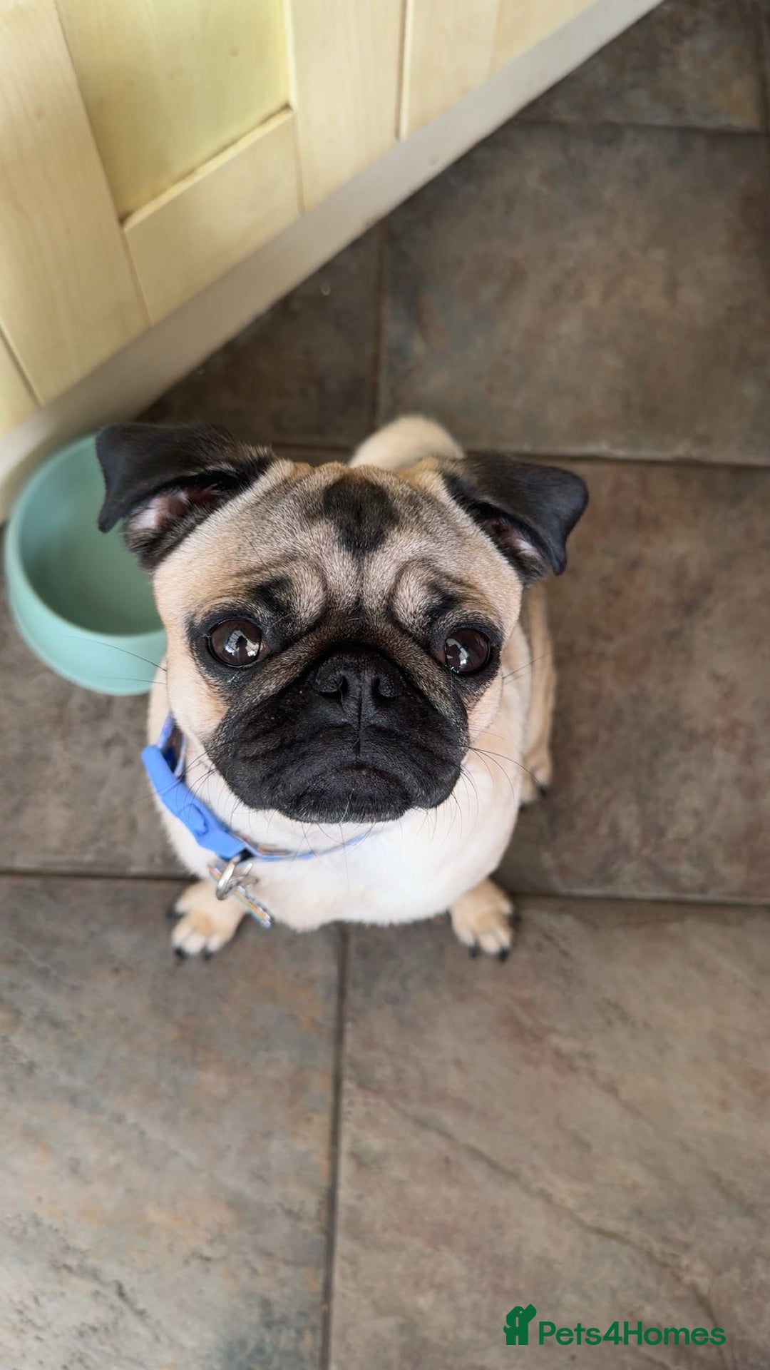 Pug dogs for sale: Beautiful female pug  - Image 1