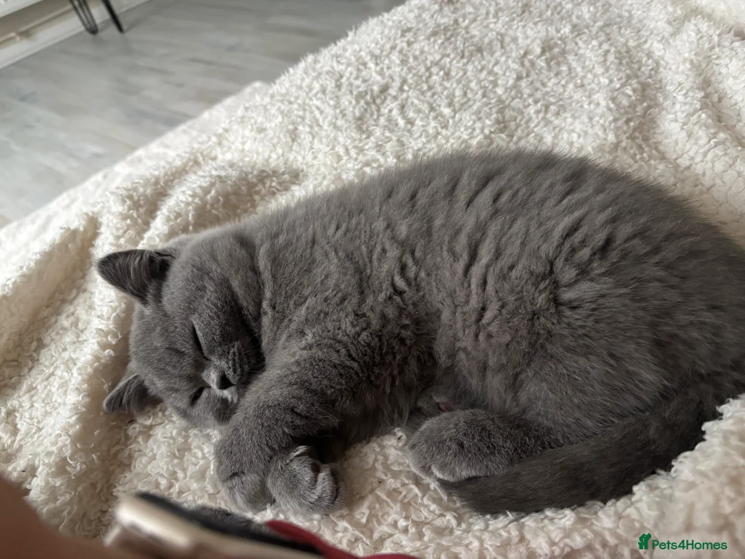 British Shorthair cats for sale: British shorthair blue male  - Advert 9