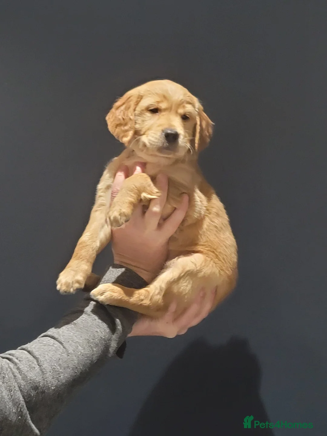 Golden Retriever dogs for sale: Beautiful KC-Registered Golden Retriever Puppies - Advert 39