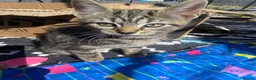 Bengal cats for sale:  Bengal kittens, ready to go! ❤️🏡 - Advert 17