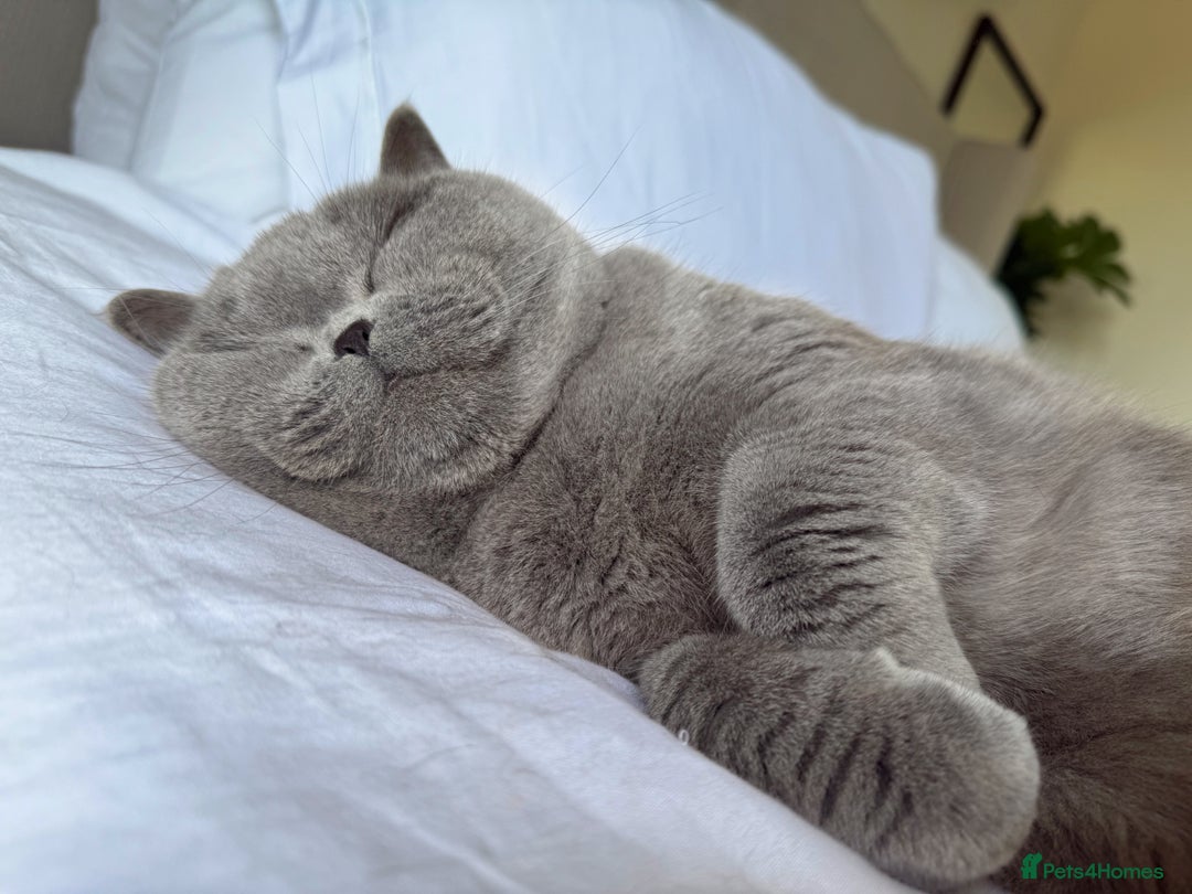 British Shorthair cats for sale: British shorthair female - Advert 4