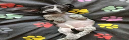 Mixed Breed dogs for sale: KC Basset Hound x KC German Shorthaired Pointer  - Advert 17