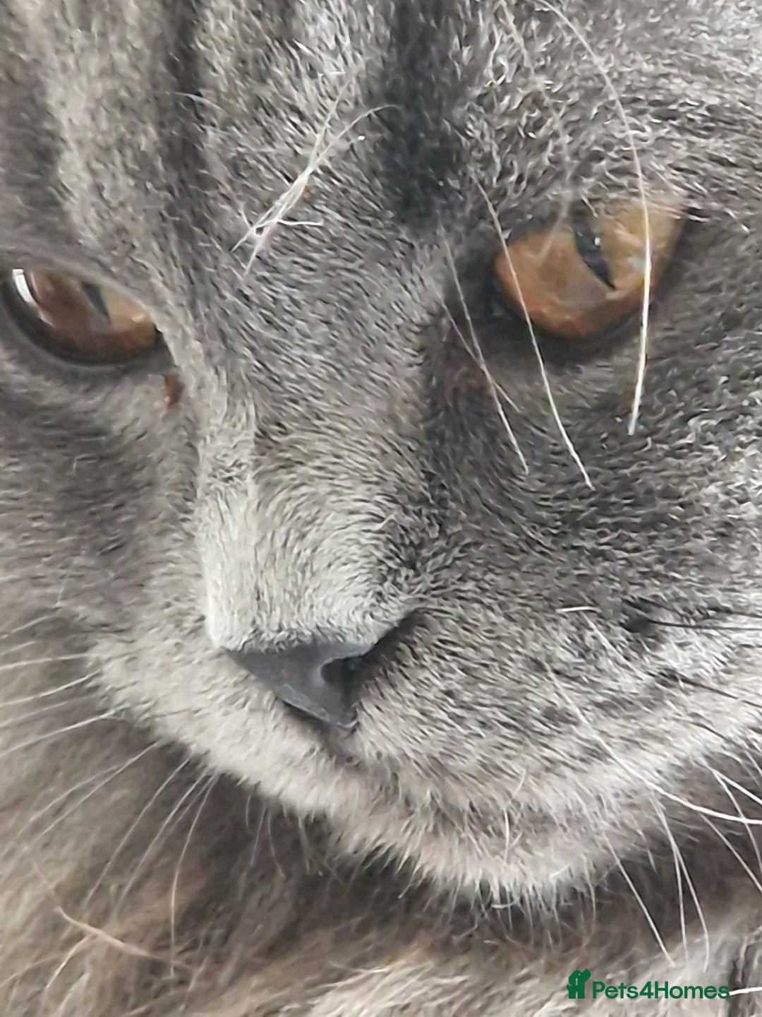 British Longhair cats for sale: Blue & Lilac Gorgeous fluffy BLH male kittens - Advert 26