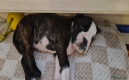 Boxer dogs for sale:  Puppies KC – Exceptional Champion Bloodlines 🐾 - Image 14