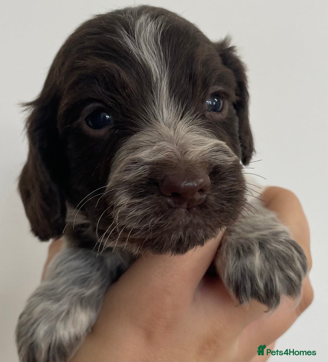 Cocker Spaniel dogs for sale: 8 cocker spaniels for reserve - Image 8