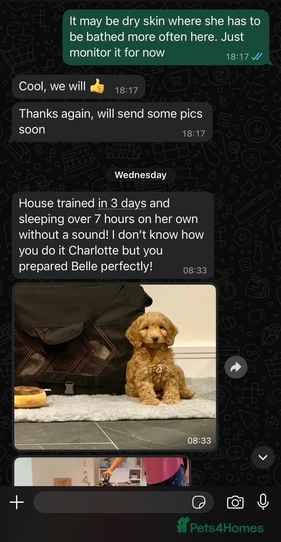 Cockapoo dogs for sale: 🐶THE MOST PERFECT DNA CLEAR MINI F1 COCKAPOOS🐶 - Advert 33