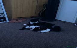 American Shorthair cats for sale: 3 kittens for sale  - Image 5