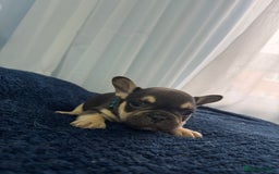French Bulldog dogs for sale: KC Fluffy Carriers Isabella French Bulldogs puppy - Image 36