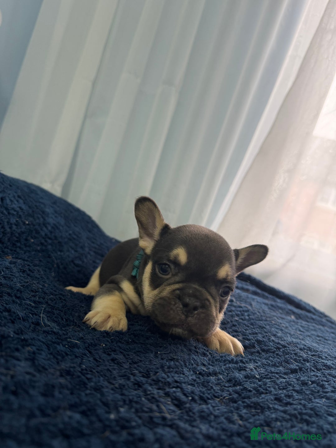 French Bulldog dogs for sale: KC Fluffy Carriers Isabella French Bulldogs puppy - Image 36