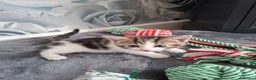 Mixed Breed cats for sale: 5 beautiful kittens  - Advert 11