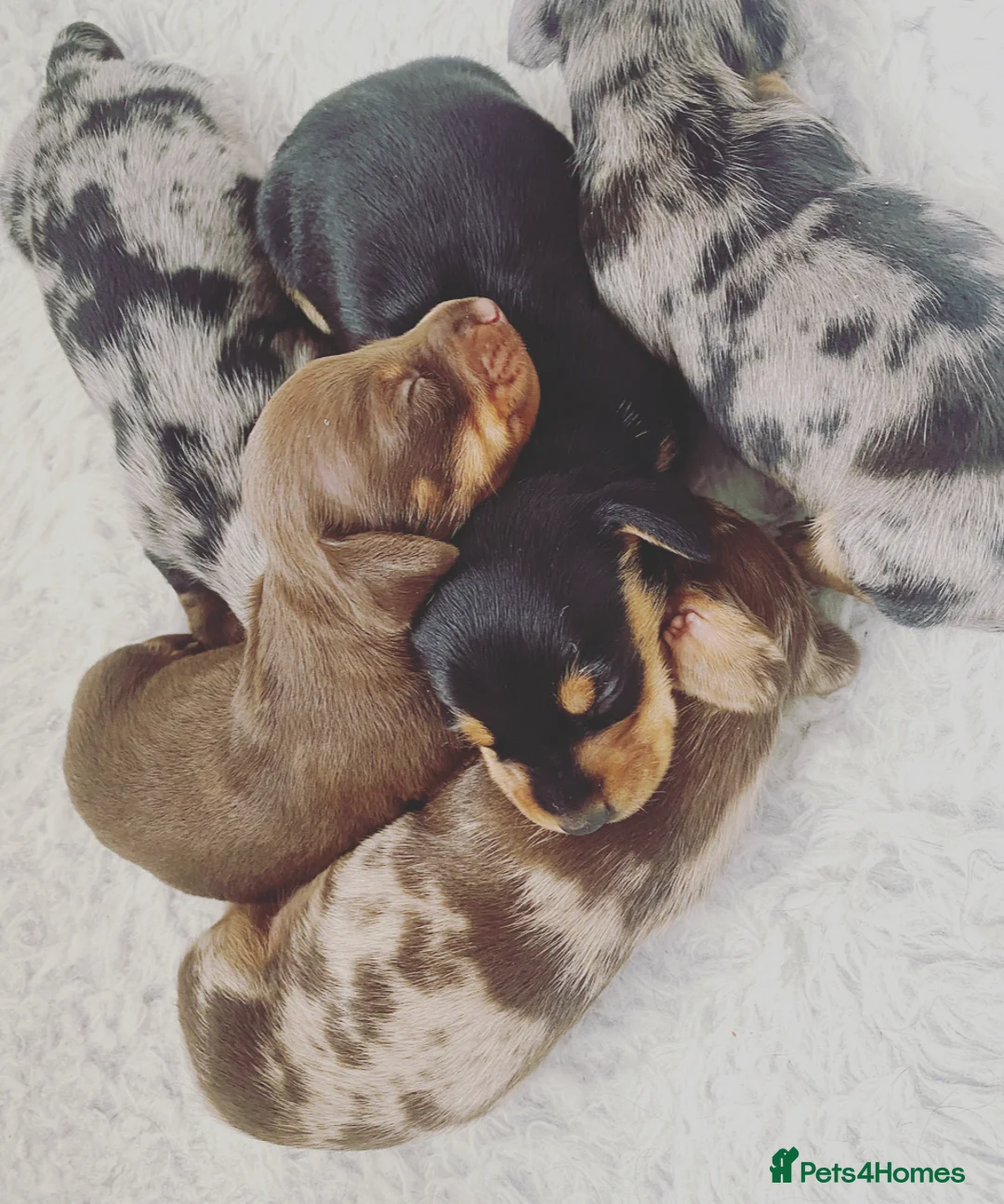 Miniature Dachshund dogs for stud: Kc reg IVDD screened pra clear mini smooth  in Newton Abbot - Advert 36