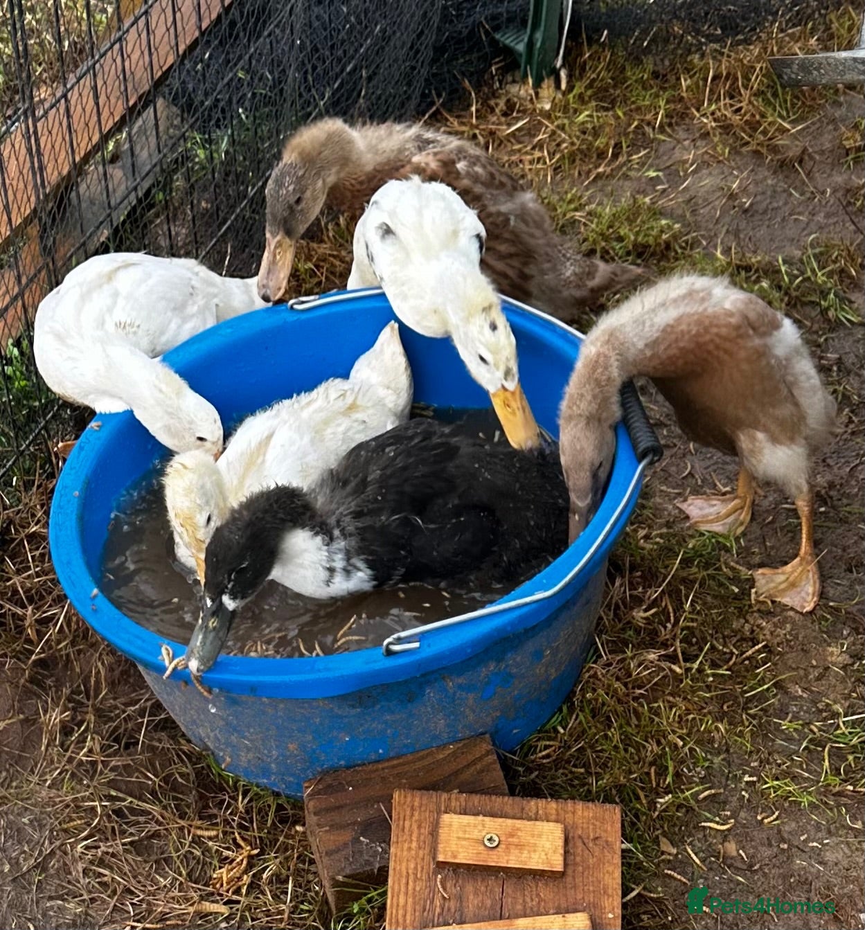 Ducks poultry ***Indian Runner Cross Ducklings***  - Advert 1