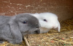 Mini Lop rabbits for sale: Male and Female mini lops  - Image 3