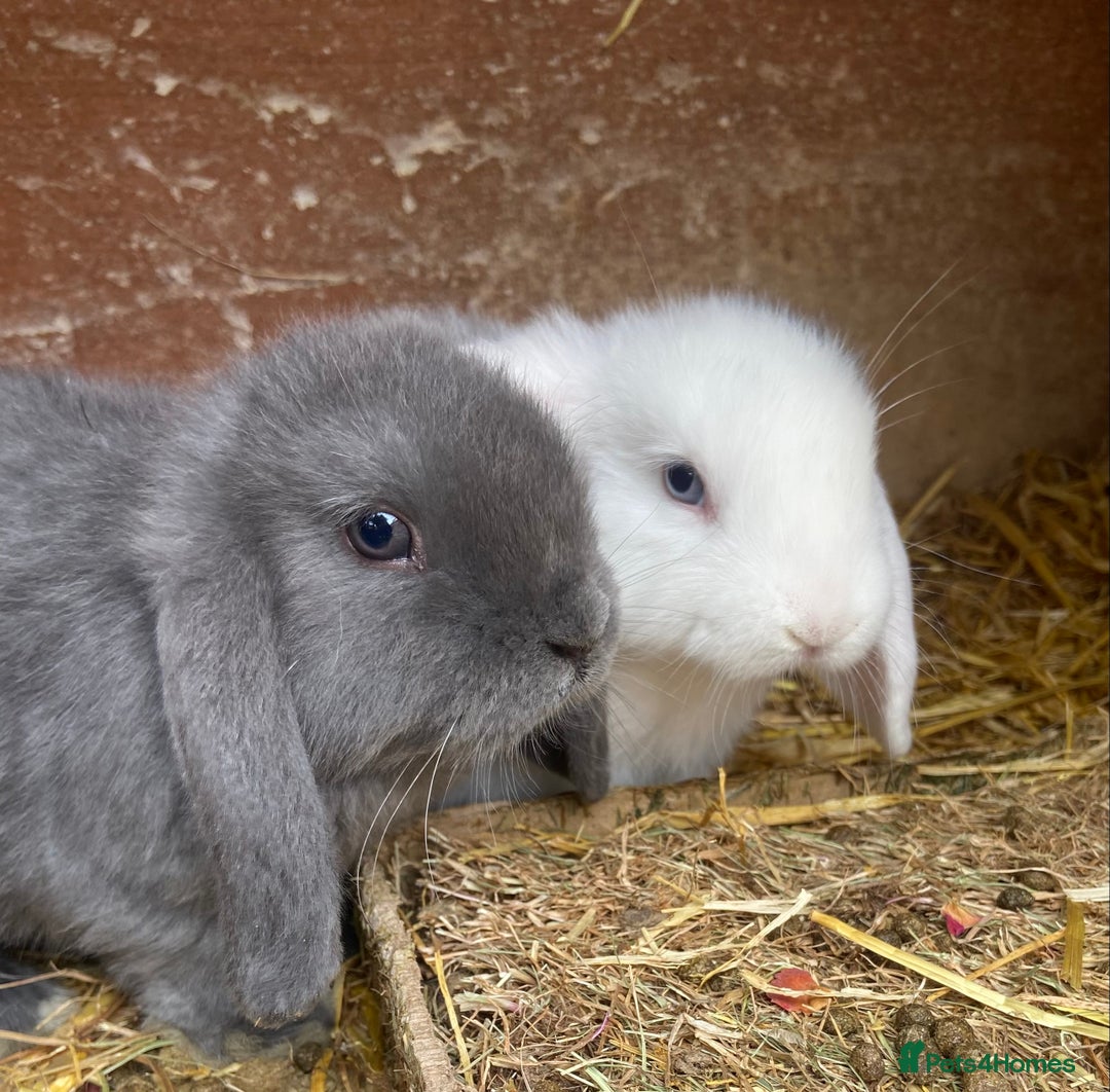 Mini Lop rabbits for sale: Male and Female mini lops  - Image 3