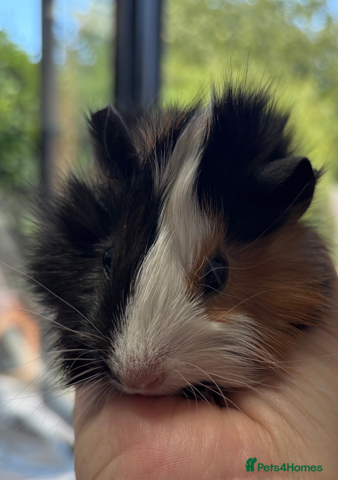 Guinea Pig rodents Baby guinea pigs - Advert 1