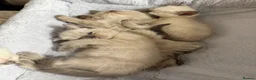 Ragdoll cats for sale: 5 ragdoll kittens - Advert 24