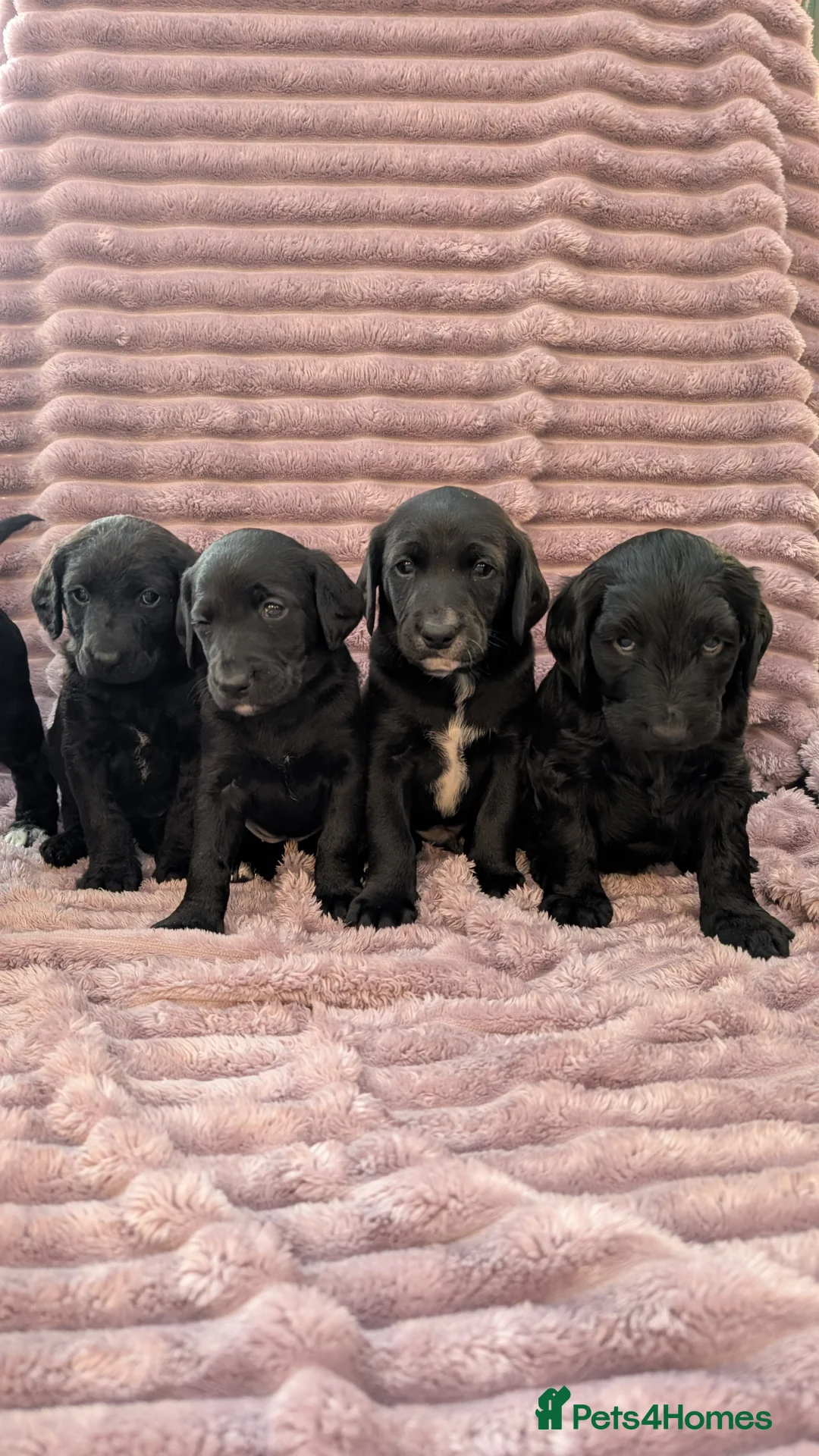 Labradoodle dogs for sale: 🐾 Labradoodle Puppies 🐾 - Advert 10