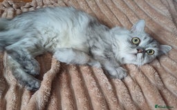 Persian cats for sale: Chinchilla persian 1 year. £250 - Image 5
