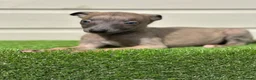 Whippet dogs for sale: Blue whippets  - Advert 29
