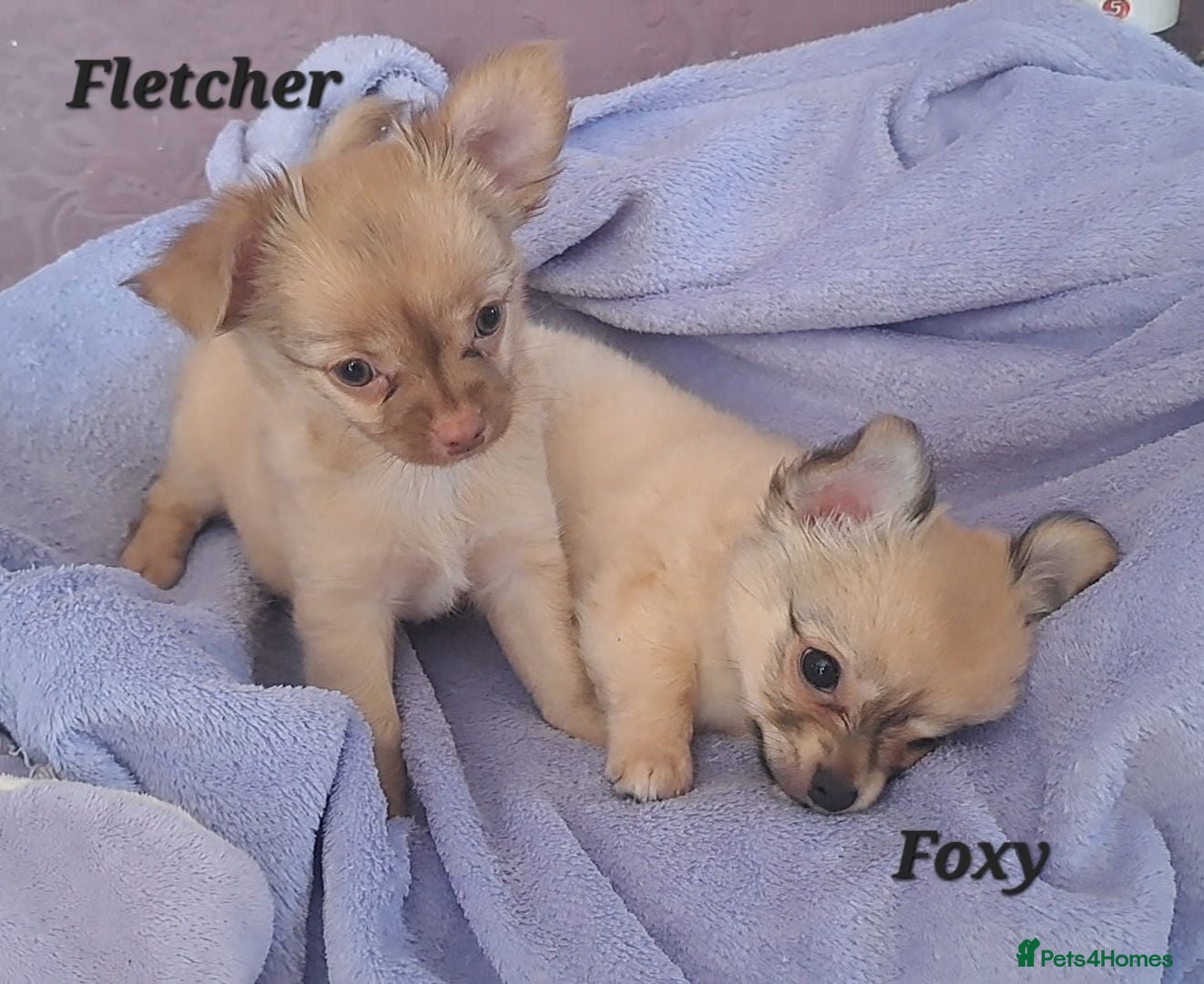 Chihuahua dogs Long Coat Chihuahua pups - Advert 8