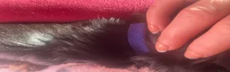 Yorkshire Terrier dogs for sale: 4 Beautiful Yorkshire Terrier Puppies  - Advert 3
