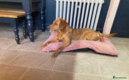 Labrador Retriever dogs for sale: Fully health tested KC reg 5 year old labrador - Image 7
