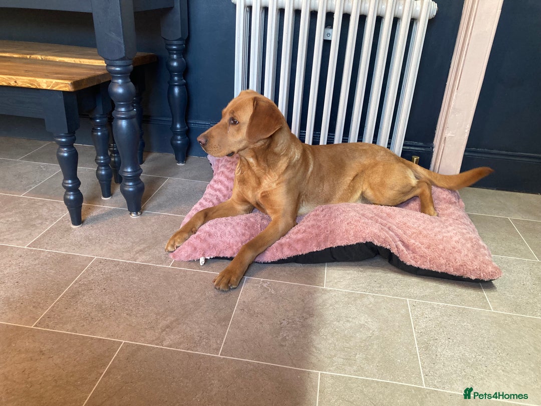 Labrador Retriever dogs for sale: Fully health tested KC reg 5 year old labrador - Image 7