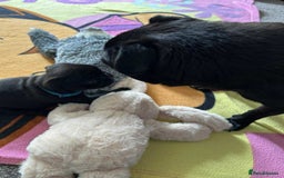 Pug dogs for sale: KCreg pug puppies for sale. - Image 20