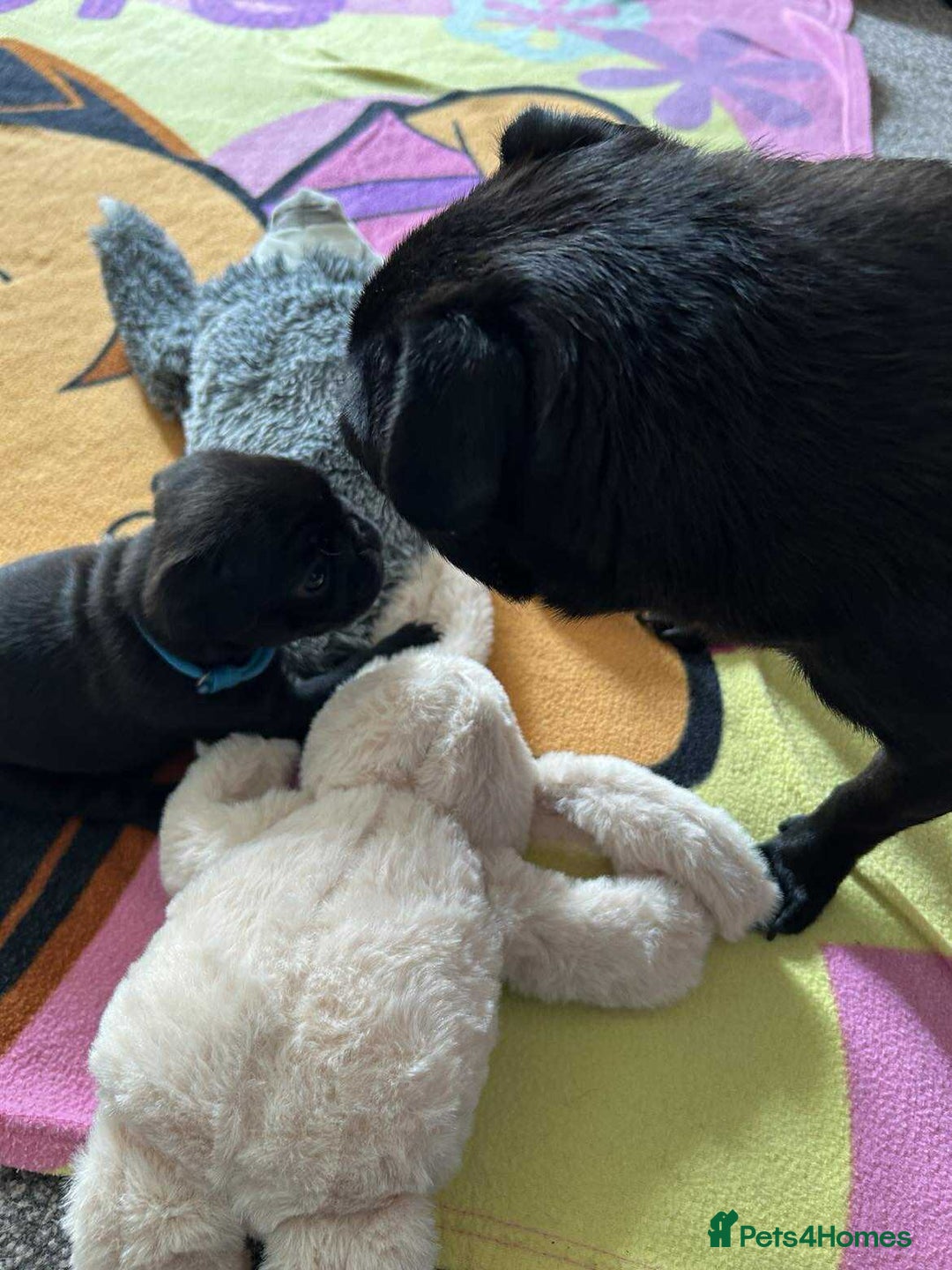 Pug dogs for sale: KCreg pug puppies for sale. - Image 20