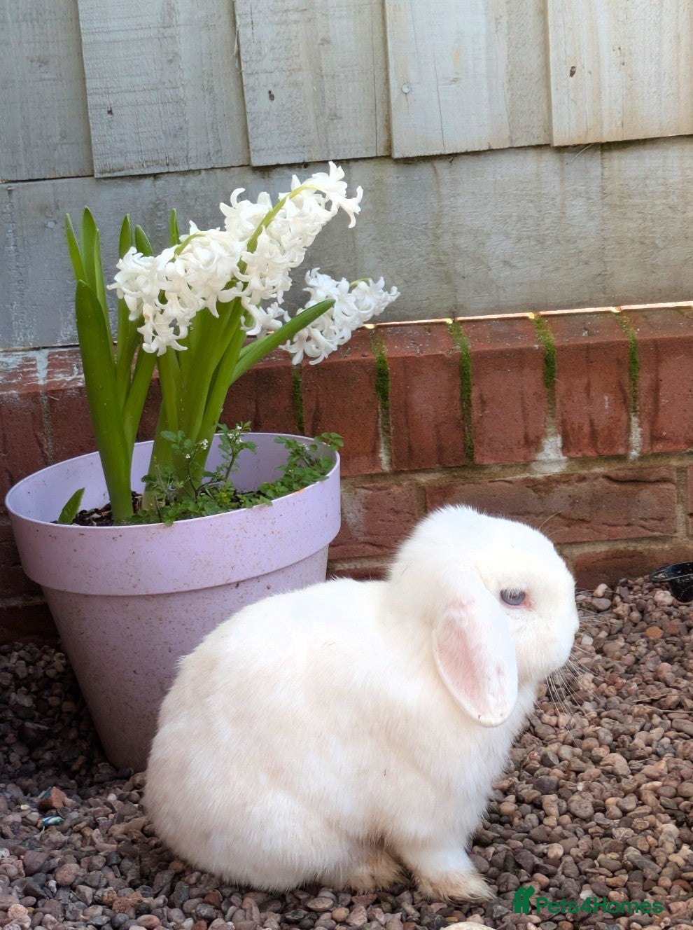 Mini Lop rabbits 2 Bonded Blue Eyed Mini Lops - Advert 4