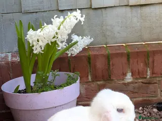 Mini Lop rabbits 2 Bonded Blue Eyed Mini Lops - Advert 18