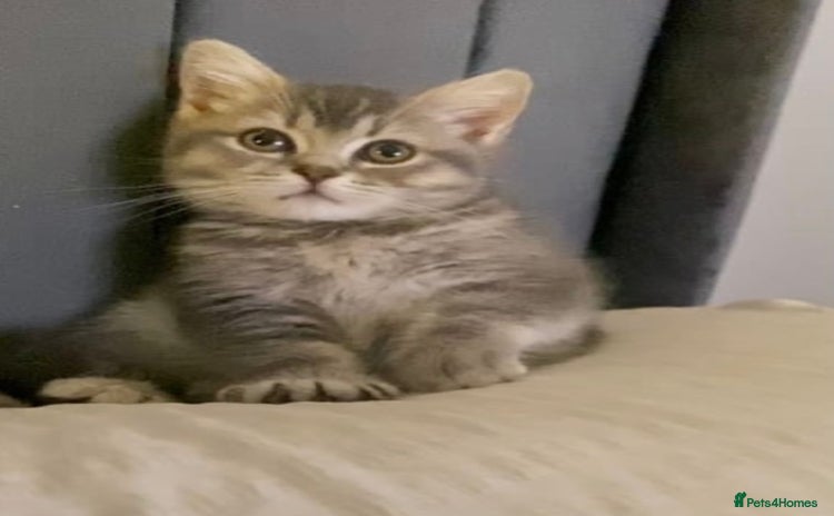 British Shorthair cats - Advert 13