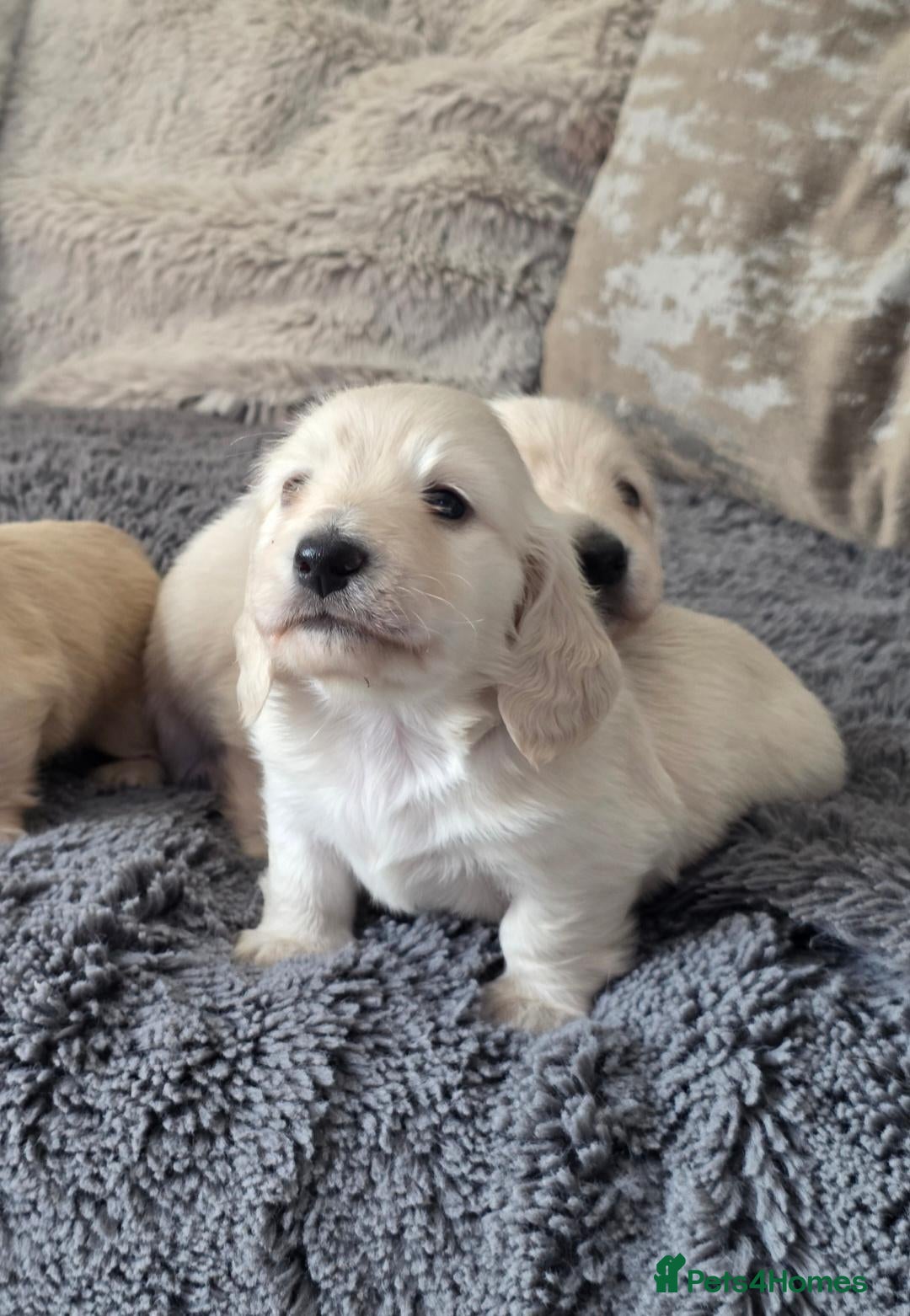 Miniature Dachshund dogs Clear cream miniature long-haired Dachshunds - Advert 1