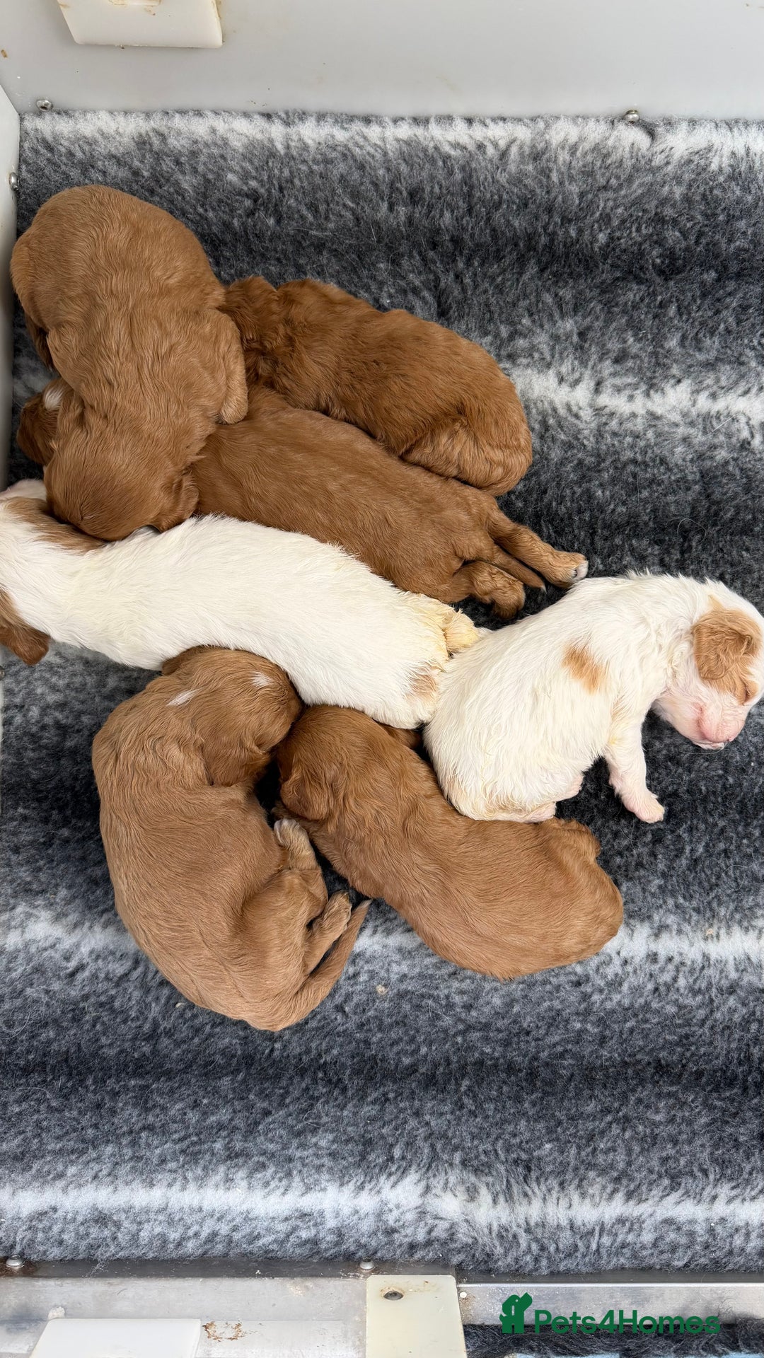 Cavapoo dogs for sale: Stunning quality Cavapoos ready December  - Image 6