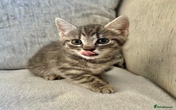 Mixed Breed cats for sale: Beautiful Tabby Kittens For Sale  - Image 9