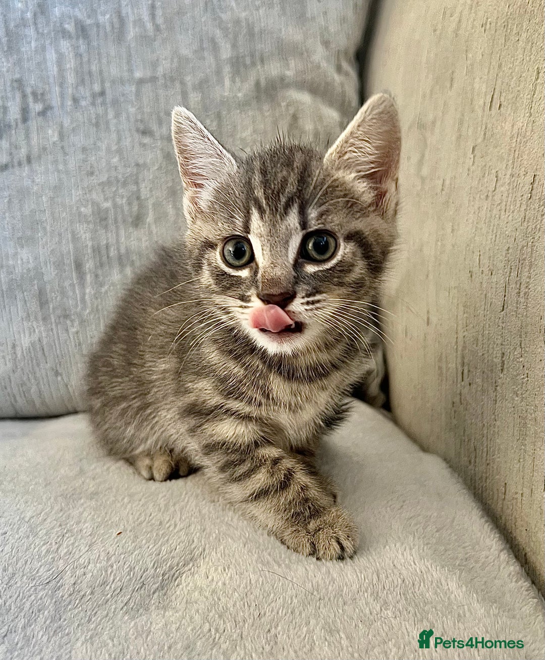 Mixed Breed cats for sale: Beautiful Tabby Kittens For Sale  - Image 9