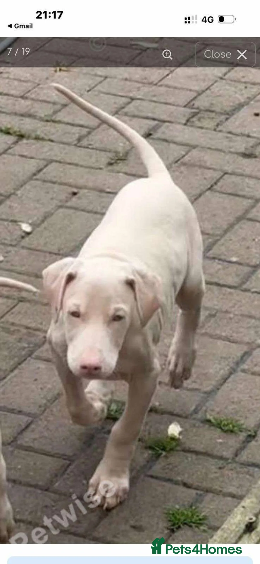 Dobermann dogs for sale: White Doberman  in Broxburn - Advert 2