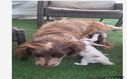 Cockapoo dogs for sale: Beautiful f1 cocker poo - Image 4