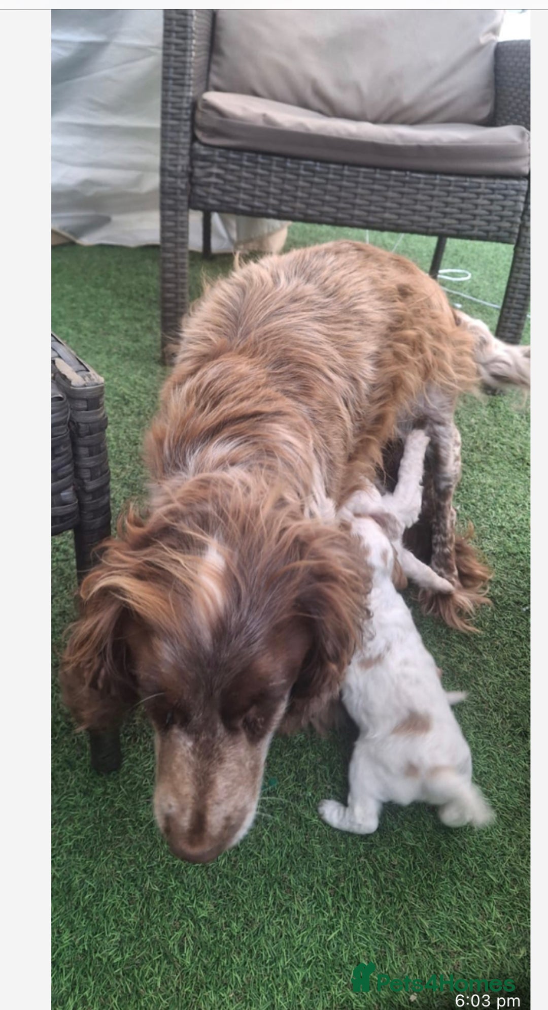 Cockapoo dogs for sale: Beautiful f1 cocker poo - Image 4