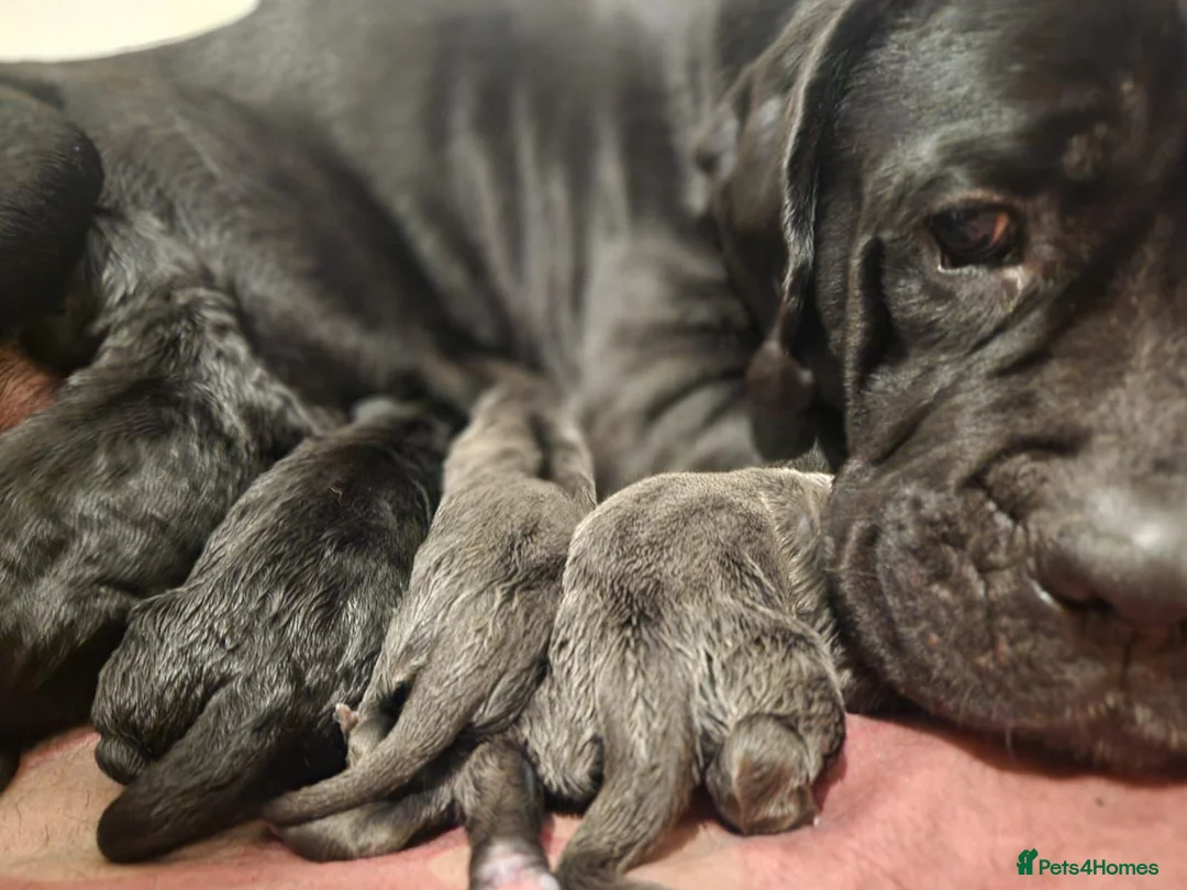 Cane Corso dogs for sale: 3 beautiful, champion blood line cane corsos  - Advert 3