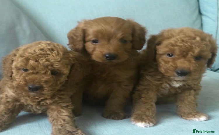 Cockapoo dogs - Advert 5