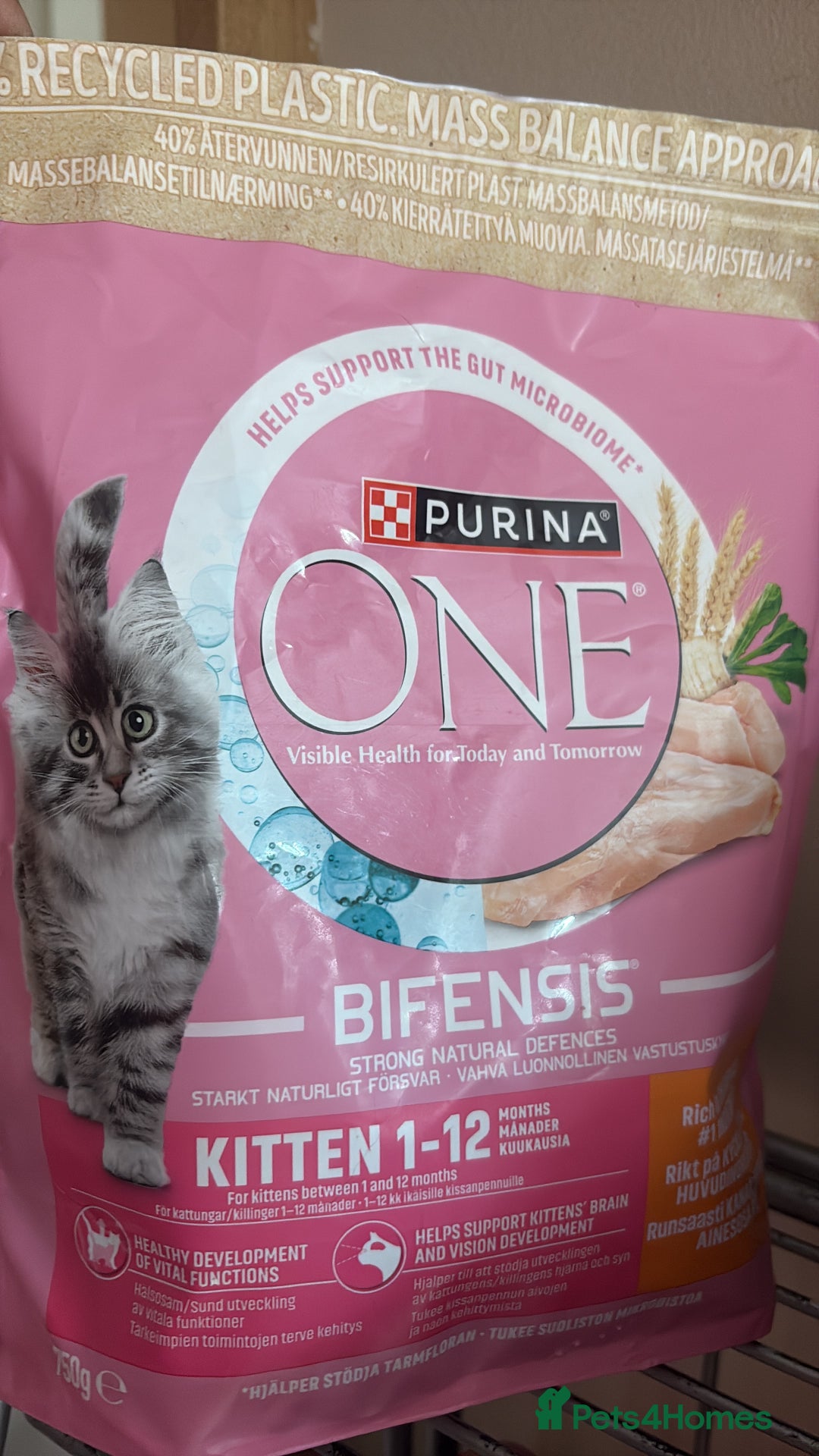 British Shorthair cats for sale: BSH BLUE/Grey kittens 2 gorgeous boys available - Image 24